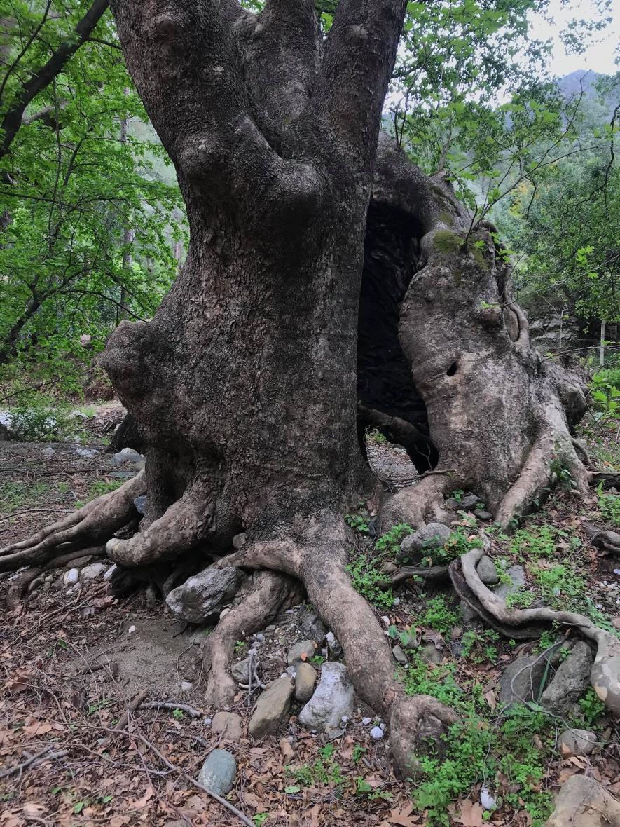 "İçsel Evlilik" Simay Yaylacı